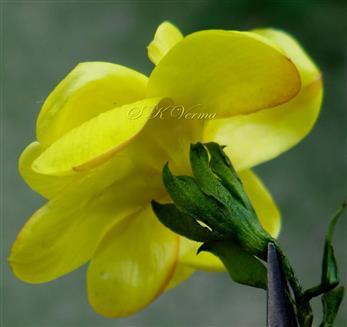  Flower (Lower view)
